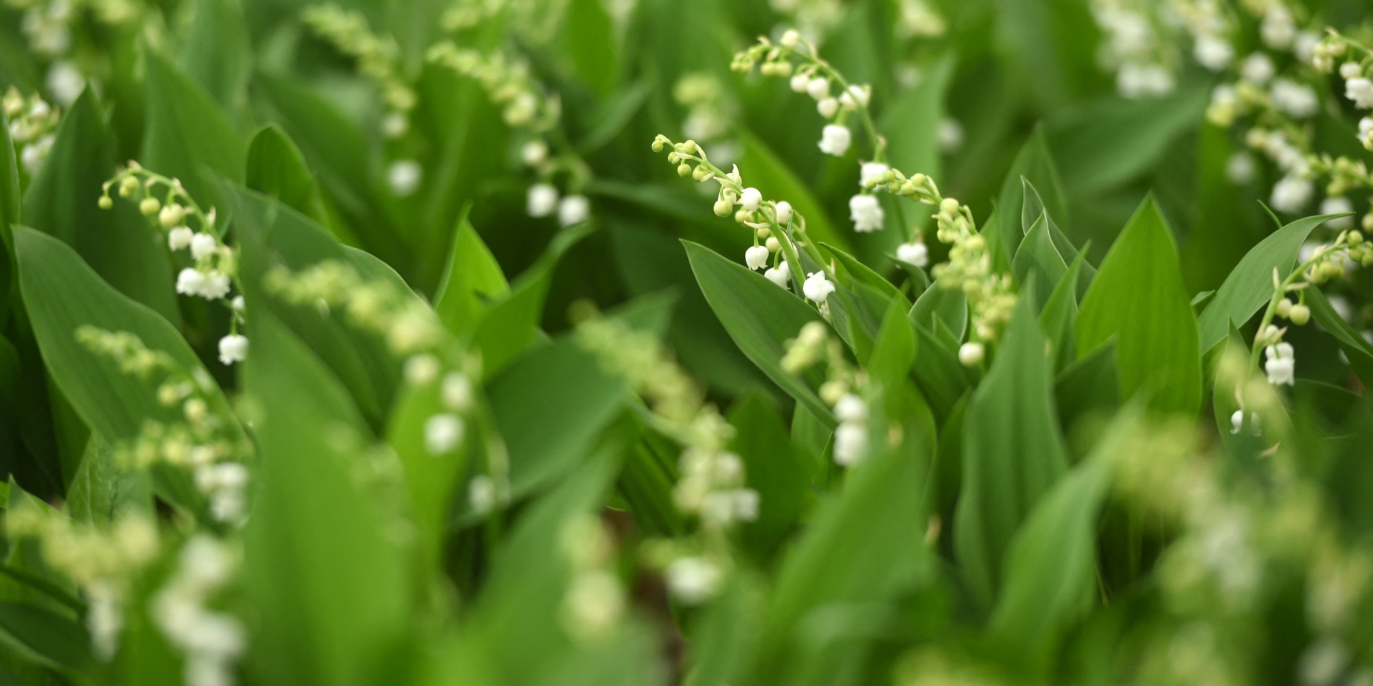le muguet sur francegrossiste a petit prix